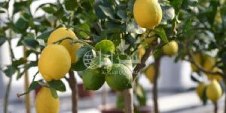 دينار
      و
      65
      قرشًا
      أعلى
      سعر
      لليمون
      في
      السوق
      المركزي - شوف 360 الإخباري