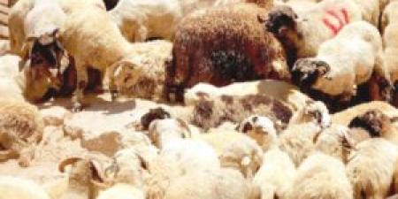 مربو
      المواشي:
      الأضاحي
      البلدية
      بين
      220
      و250
      ديناراً - شوف 360 الإخباري