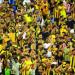 جمهور الذهب.. جماهير الاتحاد تتوج فريقها داخل وخارج الملعب - شوف 360 الإخباري