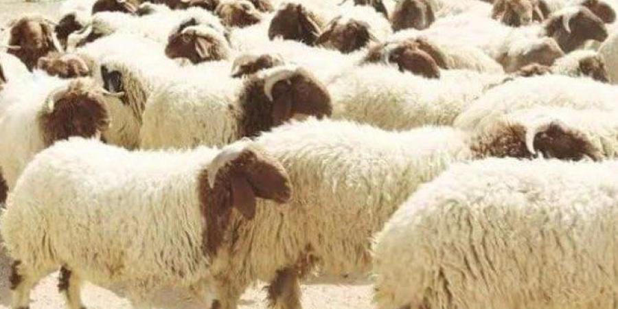 سنن
      الأضحية..
      مايستحب
      فعله
      عند
      الذبح - شوف 360 الإخباري