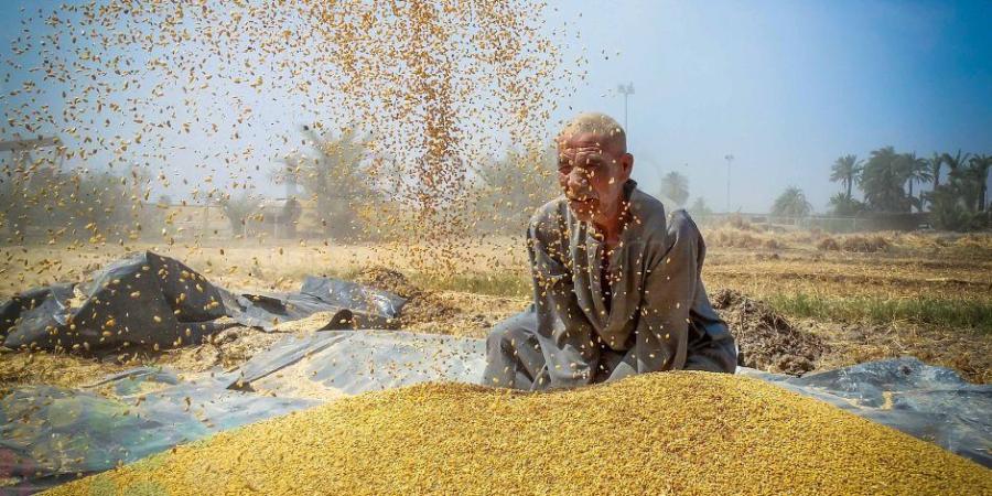 خيرك يا بلدنا.. توافد سيارات توريد القمح المحلي على صوامع الغلال بالإسكندرية - شوف 360 الإخباري