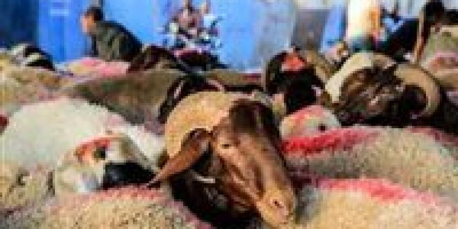 وزارة
      التموين
      تبدأ
      إقامة
      شوادر
      بيع
      الخراف
      الحية
      للأضاحى
      في
      هذا
      الموعد - شوف 360 الإخباري