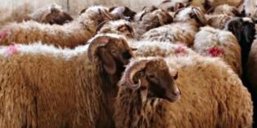 مواطنون
      يشكون
      من
      ارتفاع
      أسعار
      الخراف
      الحيّة
      مع
      قرب
      عيد
      الاضحى
      ..
      والزراعة
      توضح - شوف 360 الإخباري