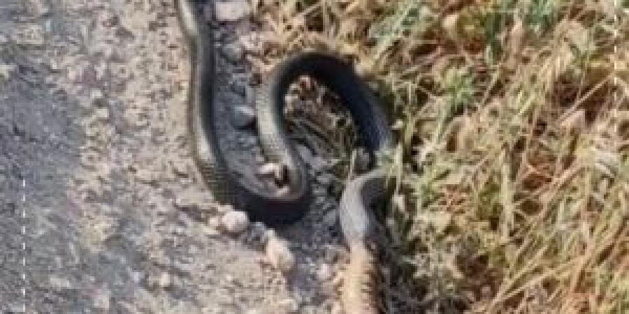 بالفيديو
      ..
      "حنيش"
      يبتلع
      أفعى
      فلسطين
      السامة
      ..
      و
      خبير
      أفاعي:
      لا
      تقتلوه
      ..
      إنه
      حارسكم
      الخفي! - شوف 360 الإخباري