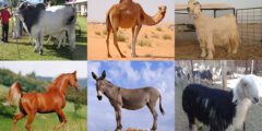 الجهود التي بذلتها المملكة العربية السعودية للحفاظ على الثروة الحيوانية