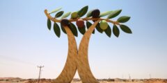 زراعة الزيتون في الرياض وصحراء الشمال – موقع كيف