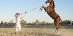 ما هي أفضل أنواع الخيول في السعودية – موقع كيف