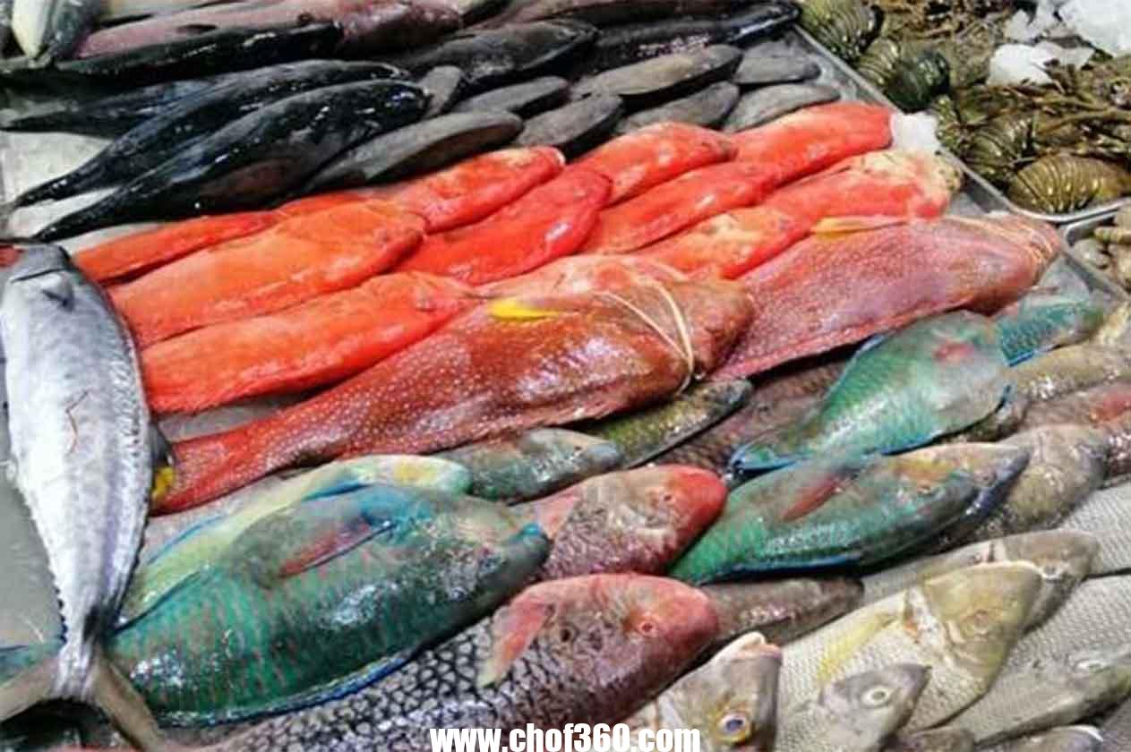 موانئ صيد السمك في المملكة العربية السعودية – موقع كيف