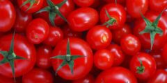 فوائد وأضرار الطماطم
